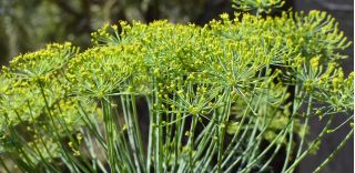 Záhradný kôpor "Kytica" - aj pre pestovanie kvetov - 2800 semien - Anethum graveolens L. - semená