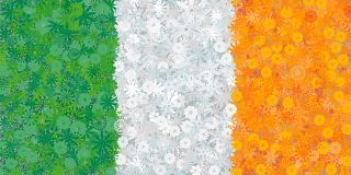 Bendera Irlandia - biji dari 3 varietas tanaman berbunga - 