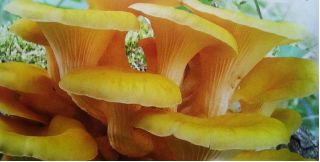 Cendawan tiram emas - Pleurotus citrinopileatus