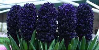 ابعاد تاریک Hyacinthus - ابریشم ابعاد تاریک - لامپ / غده / ریشه