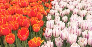 Crveni i bijelo-ljubičasti set tulipana - 50 kom