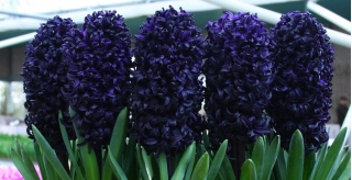 Hyacinth Dark Dimension - สีดำ - แพคใหญ่! - 10 ชิ้น - 
