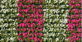 Ροζ και λευκά μεγάλα άνθη πετούνια - σπόροι από 2 ποικιλίες ανθισμένων φυτών - 