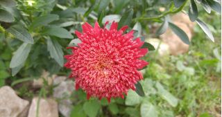 Red "Princess" chineză aster - 500 de semințe - Callistephus chinensis