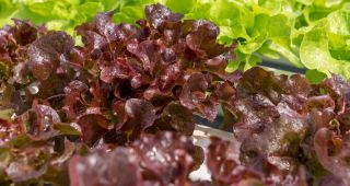 Yaprak, kırmızı-yeşil salata "Flamenco" - Lactuca sativa var. foliosa  - tohumlar