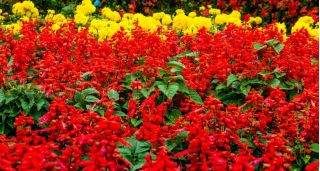Crveni grimizni kadulja + veliki cvjetni francuski neven - skup sjemena dviju biljnih vrsta -  - sjemenke
