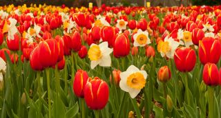 Hoa tulip đỏ và hoa thủy tiên trắng - bộ 50 mảnh - 