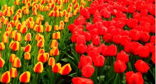 Tulip set – red and apricot with yellow edge – 50 pcs