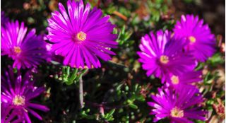Pink Delosperma - listnatá odrůda; ledová rostlina - semena