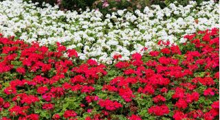 Witte en rode geranium - zaden van de variëteiten van 2 bloeiende planten - 