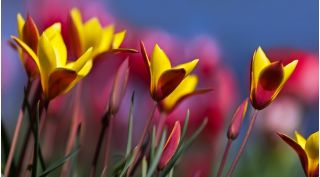 Tulipan Chrysantha - pakke med 5 stk - Tulipa Chrysantha