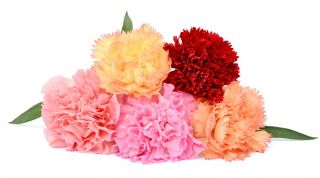 Обикновен микс от розово - двуцветни разновидности; градинско розово, диво розово - 162 семена - Dianthus plumarius