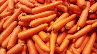Морква "Flakkese 2 - Flacoro" - пізній сорт - 4250 насіння - Daucus carota