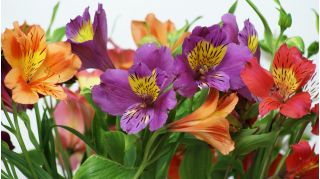 Alstroemeria, perujska lilija, mešanica cvetov Inkov - čebulica / gomolj / koren