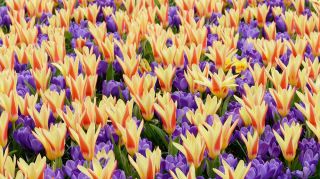 Področje kontrasta - Set tulipanov in šafranov - 50 kosov - 
