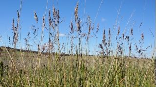 Kentukio mėlynžolių "Balin" pašarų veislė - 5 kg; lygi pievų žolė, paprastų pievų žolė - 