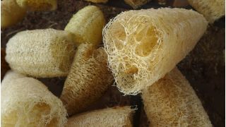 Luffa, Calabaza esponja - 9 semillas - Luffa cylindrica