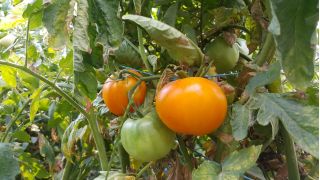 עגבנייה "Jantar" - מגוון שדה - 150 זרעים - Lycopersicon esculentum Mill 