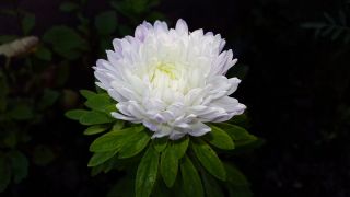 白色高大的牡丹翠菊 -  500粒种子 - Callistephus chinensis  - 種子