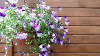 Violet - udvælgelse af sorter med spredte stilke - 180 frø - Viola