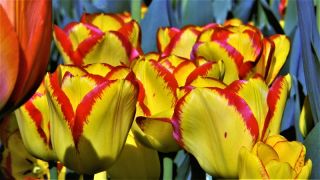 Tulipa 케이프 타운 - 튤립 케이프 타운 - 5 알뿌리 - Tulipa Cape Town