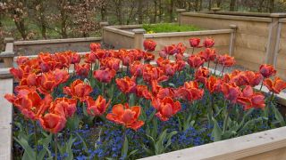 Tulipe Prinses Irene Parrot - paquet de 5 pièces - Tulipa Prinses Irene Parrot
