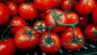 Tomaatti - Lubań - Lycopersicon esculentum Mill  - siemenet