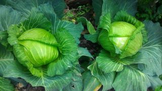 White head cabbage 'Late Charade' - recommended for storing, pickling and direct consumption 