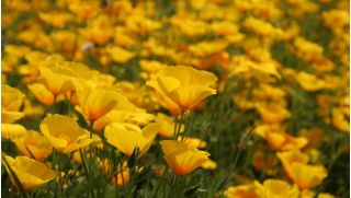 California Poppy, Golden Poppy sēklas - Eschscholzia californica - 600 sēklas
