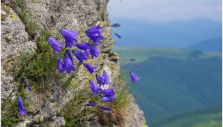 Selección de flores - flores Tatra polacas -  - semillas