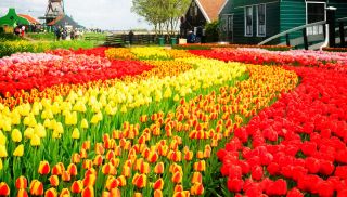 Set de tulipanes - rojo, amarillo y albaricoque con borde amarillo - 45 uds. - 