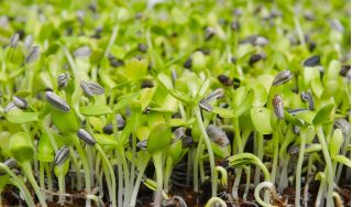 BIO - Sunflower sprouting seeds - benih organik yang disahkan - Helianthus annuus