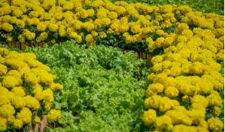 Marigold + alface com folhas de carvalho - um conjunto de sementes de duas espécies - 