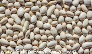 فول "ويستا" - أبيض ، متنوعة البذور الجافة - Phaseolus coccineus - ابذرة