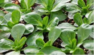 Home Garden - majssallad - för inomhus och balkong odling - Valerianella locusta - frön