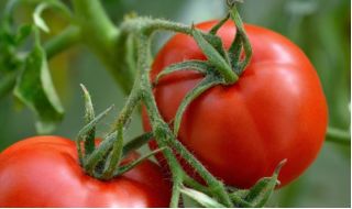 Tomat "Alka" - awal, varietas kerdil - SEED TAPE - Lycopersicon esculentum  - biji