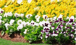 Horned pansy + hage pansies - frø av 3 blomstrende planter 'varianter - 