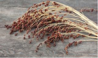 Panic Grass seeds - Panicum violaceum - 600 seeds