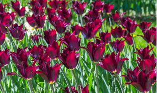 Tulipa Cinta Abadi - Tulip Cinta Terakhir - 5 bebawang - Tulipa Lasting Love