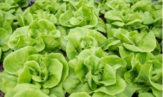 Butterhead salad "Rozalka" - Lactuca sativa  - benih