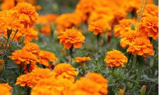 Fransız kadife çiçeği "Mandalina" - düşük büyüyen çeşitlilik, turuncu çiçek - 315 tohum - Tagetes patula nana  - tohumlar