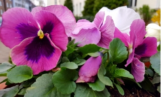 Pansa de gradina cu flori mari - carmin-roz cu un punct - 400 de seminte - Viola x wittrockiana  - semințe