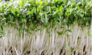 Cress seeds (Sprouts)