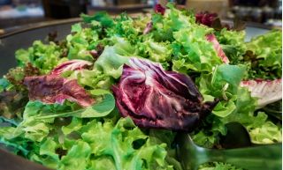 Baby Leaf - zarte Salatmischung