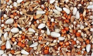 Luskovina a krmná směs pro aftercrop - 1 kg -  - semena