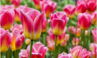 Tulipa Match - pacote de 5 peças