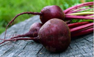 红甜菜根“红磨坊” -  monogerm品种 - Beta vulgaris - 種子