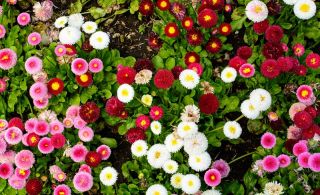 Daisy pomponette rosa, vermelho e branco - sementes de 3 variedades - 