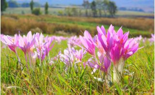 Colchicum The Giant - Autumn Meadow Saffron The Giant - bulb / tuber / root