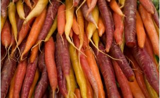 Καρότο πολύχρωμο μίγμα ποικιλιών - SEED TAPE - Daucus carota - σπόροι